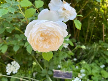 横浜イングリッシュガーデンに投稿された画像（2023/5/10）