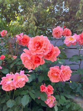 横浜イングリッシュガーデンに投稿された画像（2023/5/10）