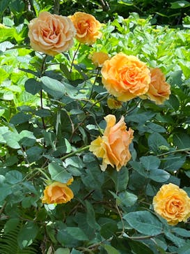 横浜イングリッシュガーデンに投稿された画像（2023/5/10）