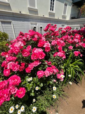 横浜イングリッシュガーデンに投稿された画像（2023/5/10）