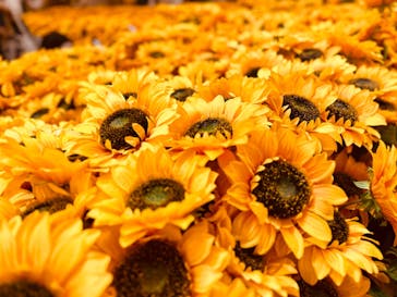 ゴッホ・アライブ神戸に投稿された画像（2023/5/10）