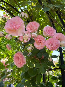 横浜イングリッシュガーデンに投稿された画像（2023/5/10）