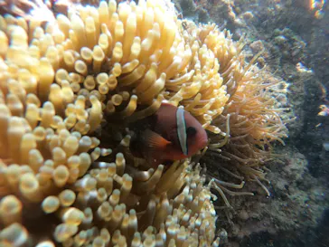 武藤潜水に投稿された画像（2023/5/10）