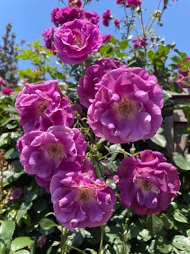 横浜イングリッシュガーデンに投稿された画像（2023/5/10）