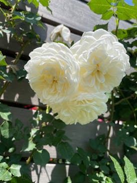 横浜イングリッシュガーデンに投稿された画像（2023/5/10）