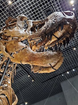 特別展「恐竜博2023」に投稿された画像（2023/5/10）