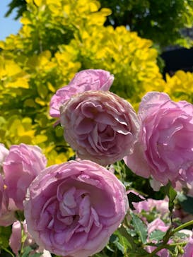 横浜イングリッシュガーデンに投稿された画像（2023/5/10）