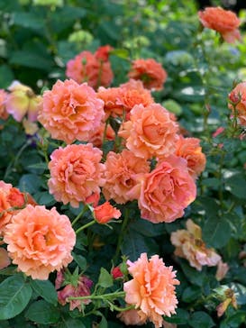 横浜イングリッシュガーデンに投稿された画像（2023/5/10）