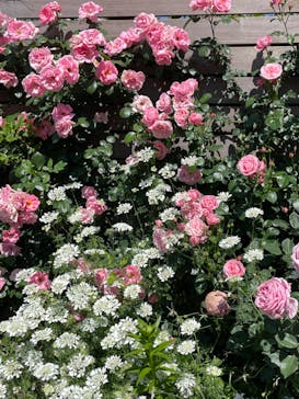 横浜イングリッシュガーデンに投稿された画像（2023/5/10）