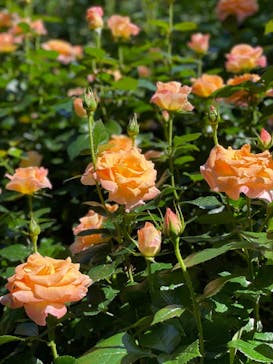 横浜イングリッシュガーデンに投稿された画像（2023/5/10）