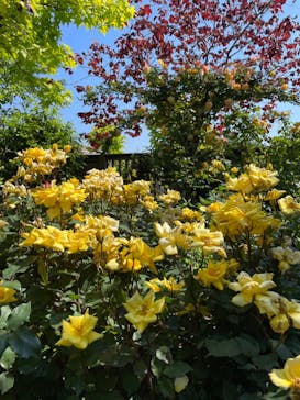 横浜イングリッシュガーデンに投稿された画像（2023/5/10）