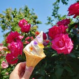 横浜イングリッシュガーデンに投稿された画像（2023/5/10）