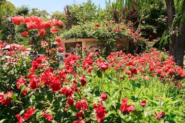 横浜イングリッシュガーデンに投稿された画像（2023/5/10）