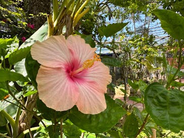 ナゴパイナップルパークに投稿された画像（2023/5/10）