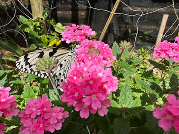 ナゴパイナップルパークに投稿された画像（2023/5/10）