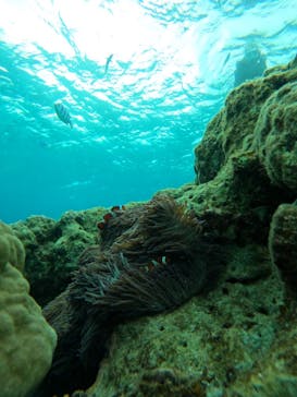 青の洞窟専門店　沖縄ダイビングショップ和に投稿された画像（2023/5/10）