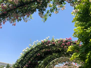 横浜イングリッシュガーデンに投稿された画像（2023/5/10）