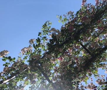 横浜イングリッシュガーデンに投稿された画像（2023/5/10）