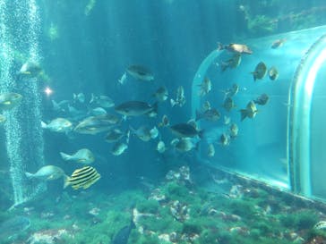 下田海中水族館に投稿された画像（2023/5/10）