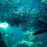 新江ノ島水族館に投稿された画像（2023/5/10）