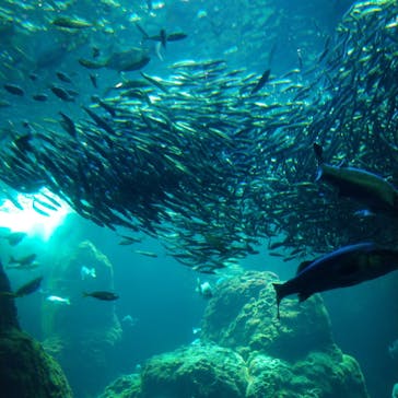 新江ノ島水族館に投稿された画像（2023/5/10）