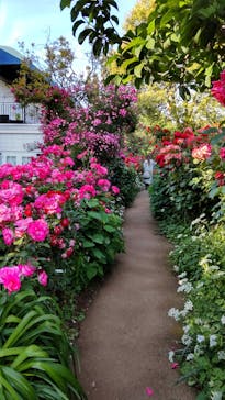 横浜イングリッシュガーデンに投稿された画像（2023/5/10）