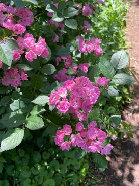 横浜イングリッシュガーデンに投稿された画像（2023/5/10）