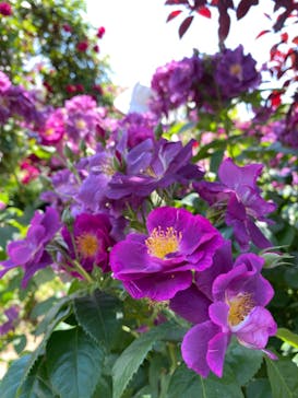 横浜イングリッシュガーデンに投稿された画像（2023/5/10）