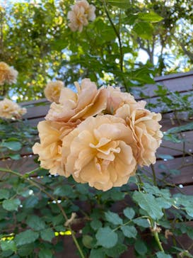 横浜イングリッシュガーデンに投稿された画像（2023/5/10）