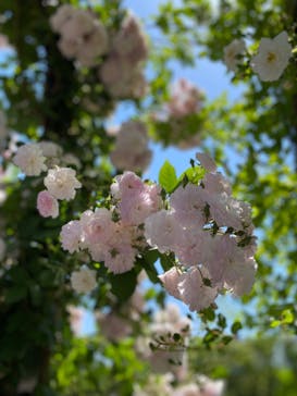 横浜イングリッシュガーデンに投稿された画像（2023/5/10）