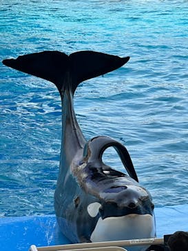 名古屋港水族館に投稿された画像（2023/5/10）