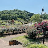 いばらきフラワーパークに投稿された画像（2023/5/10）