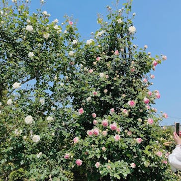 いばらきフラワーパークに投稿された画像（2023/5/10）