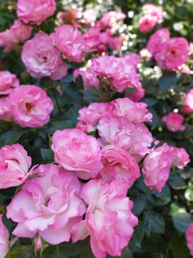 横浜イングリッシュガーデンに投稿された画像（2023/5/10）