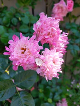 横浜イングリッシュガーデンに投稿された画像（2023/5/10）