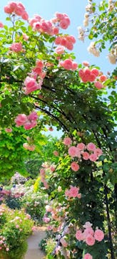 横浜イングリッシュガーデンに投稿された画像（2023/5/10）