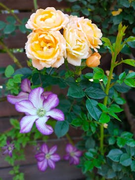 横浜イングリッシュガーデンに投稿された画像（2023/5/10）