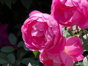 横浜イングリッシュガーデンに投稿された画像（2023/5/10）