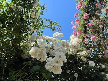 横浜イングリッシュガーデンに投稿された画像（2023/5/10）