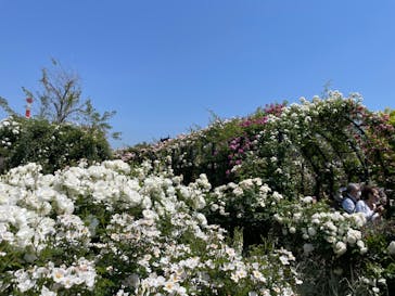 横浜イングリッシュガーデンに投稿された画像（2023/5/10）