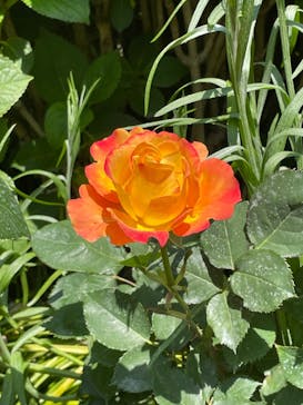 横浜イングリッシュガーデンに投稿された画像（2023/5/10）