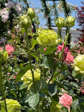 横浜イングリッシュガーデンに投稿された画像（2023/5/10）