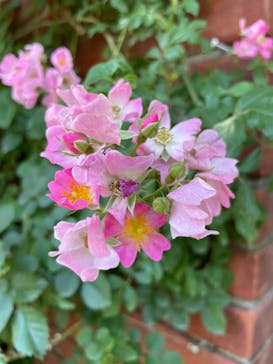 横浜イングリッシュガーデンに投稿された画像（2023/5/10）