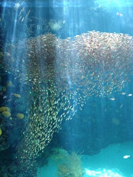 環境水族館アクアマリンふくしまに投稿された画像（2023/5/10）