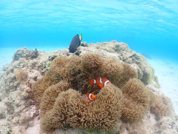 nico 宮古島に投稿された画像（2023/5/7）