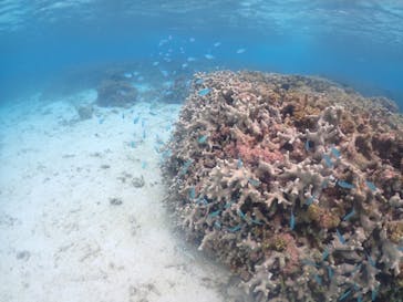 nico 宮古島に投稿された画像（2023/5/7）