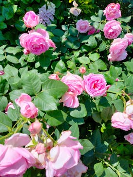 横浜イングリッシュガーデンに投稿された画像（2023/5/10）