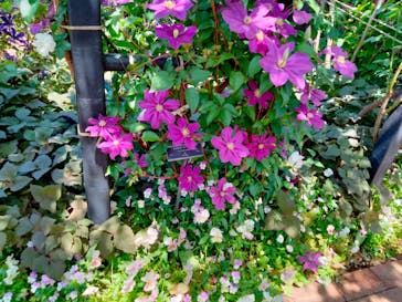 横浜イングリッシュガーデンに投稿された画像（2023/5/10）