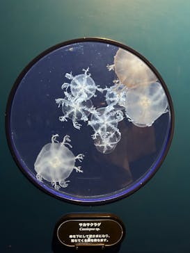 新江ノ島水族館に投稿された画像（2023/5/10）