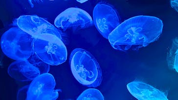 九十九島水族館海きららに投稿された画像（2023/5/10）